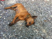 يافا: الشرطة تتسبب بمقتل كلب أثناء مداهمتها لأحد البيوت في المدينة